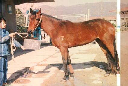 ��Ÿ�� ����