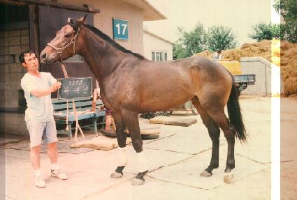 ������ ����