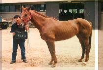 �������� (DOUBLE DONNA) ����