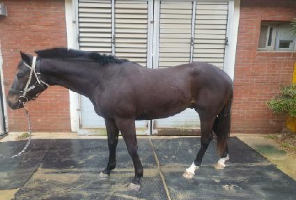 ĳ��ŷ ����