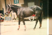 ǳ�� (POONG RYOO) ����