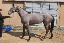 ����Ʈ�� (MAGIC TREE) ����