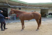 ī�캸�̻轺 (COWBOY SOCKS) ����