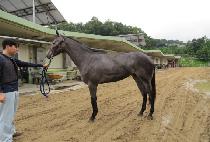 ����Ƽ�ƶ� (GEOLJAK TIARA) ����