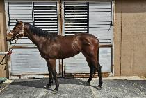 �ʰ��� (CHOGYEOKCHA) ����