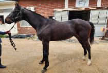 ������ (MUJEOKYI) ����