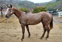 ��Ÿ���� (META V) ����