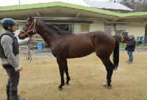 ����� (YONGBI STORM) ����