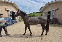 ���۷��� (NONPAREIL) ����