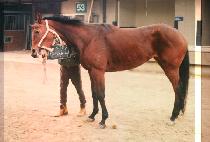 �ٶ�� (DARANY) ����