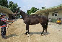 ��Ͻ�ī�� (HONEY SKY) ����