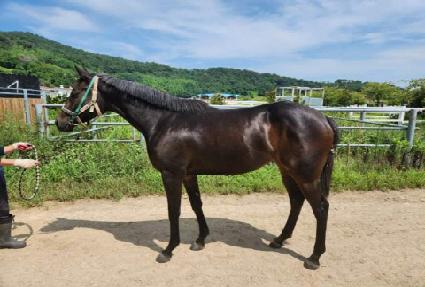 ��Ÿ��ƽ�׸� ����