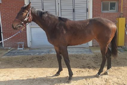 ��Ÿ��ƽ��� ����