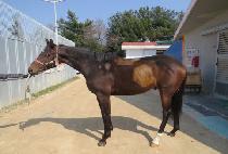 �Ŀ����� (POWER JILJU) ����