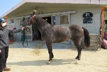 ���̺꽺Ÿ (LIVE STAR) ����