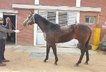 �����ҳ�Ÿ (BEYOLBIT SONATA) ����