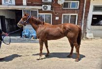 ���Ϸ�Ʈ���� (SILENT HUNTER) ����