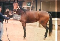 ������ (NORTHERN FAIR) ����