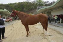 �÷����ֵ� (FLASH JUDE) ����