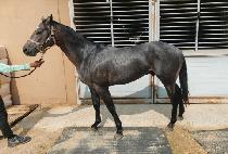 �÷���ĭ (FLEX KHAN) ����