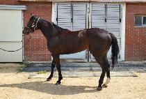 �ƶ�̵� (ARAMID) ����