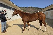 �ݾƾƮ (GEUMA ADEPT) ����