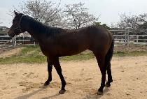 ���ڸ� (ENCORE) ����