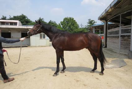 ���ʻ轺 ����