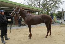 ��Ʈ�˷��� (VINCENT ALEX) ����