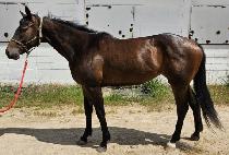 ��������Ʈ (DEEP SPRINT) ����