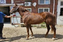 �Ŀ�Ÿ�̰� (POWER TIGER) ����