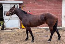 ������ (WINNER CUP) ����