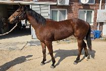 �۷ι����� (GLOBAL ONE PICK) ����