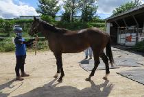 �����Ʈ���� (AERO TRAIN) ����