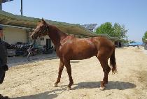 �������� (SAMJEONG BLUE) ����