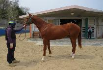 �ö���Ŭ���� (FLYING CLASSIC) ����