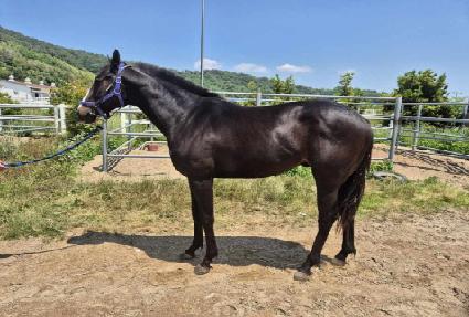 ���ڽ�ŷ�� ����