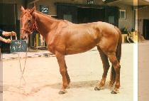 ��Ʈ���� (HEART LAND) ����