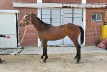 �������̽� (YURIM ACE) ����