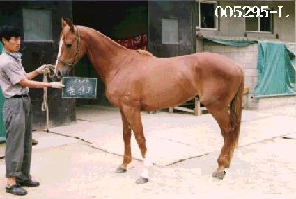 ���굵 ����