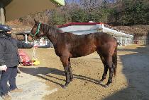 ��ƶ����� (SSOARA WIND) ����