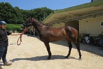 �ֽ��Ÿ��� (HOT SUGAR MAGIC) ����