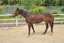 õ���̾� (CHEON DIA) ����