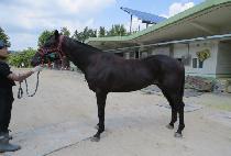 ���ʷ����� (GENERAL WIND) ����