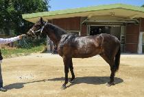 �긮��Į�� (BREEDO CALEY) ����