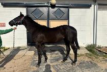 �긮����� (BREEDO SAMSON) ����