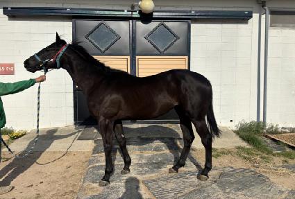 �긮����� ����