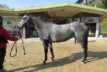 �׷����� (GREY CHARM) ����