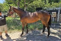 ���ݽ���� (DOLGYEOK SPECIAL) ����