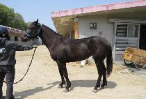 ���ÿ��ζ� (NAOL AURORA) ����